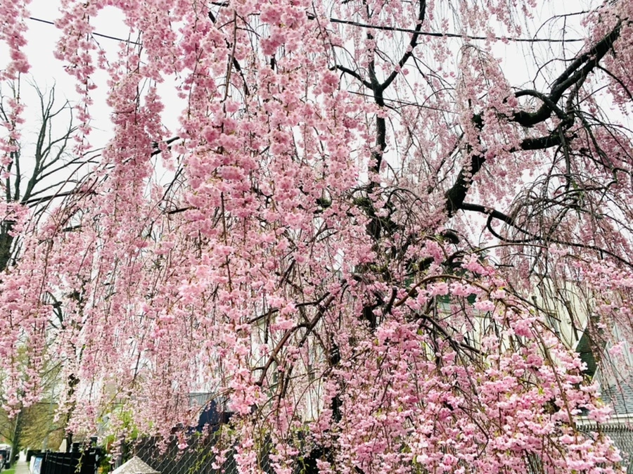 IMG_2277.jpg?type=w966