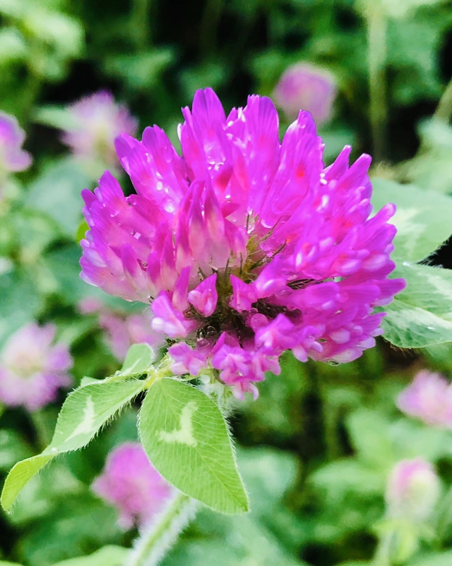 IMG_8173.jpg?type=w966