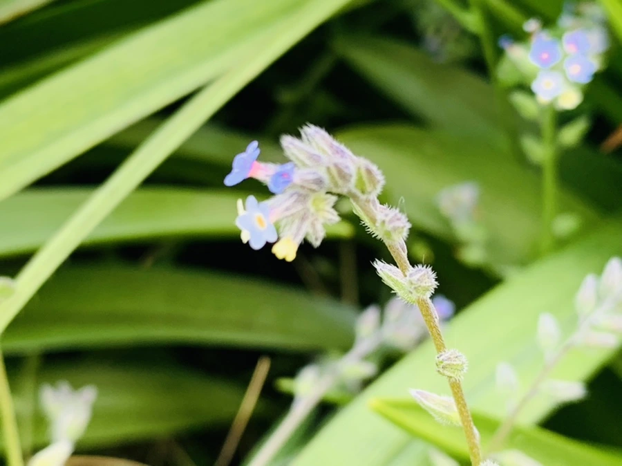 IMG_8645.jpg?type=w966