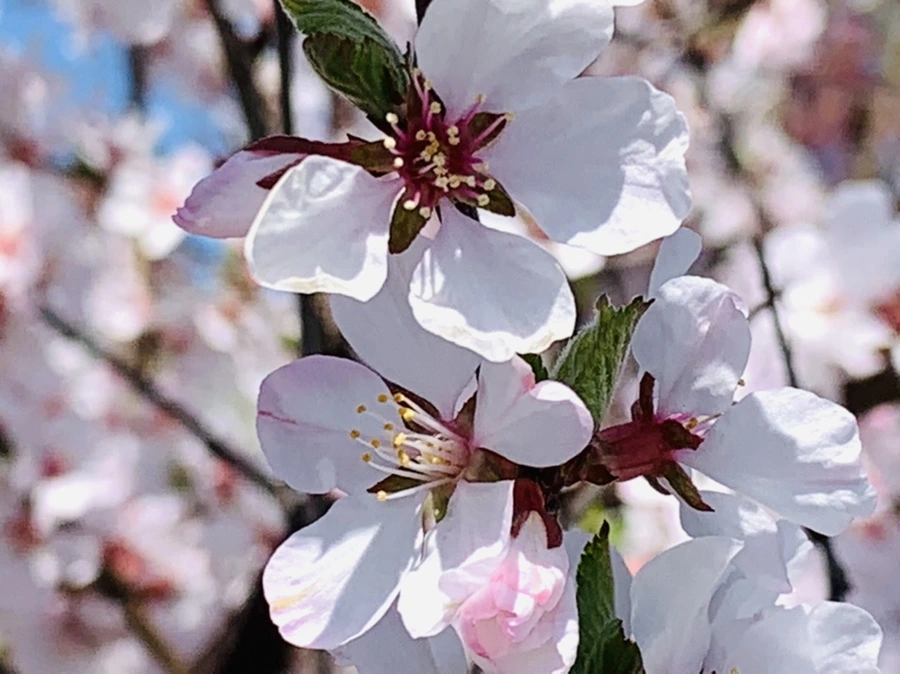 IMG_8391.jpg?type=w966