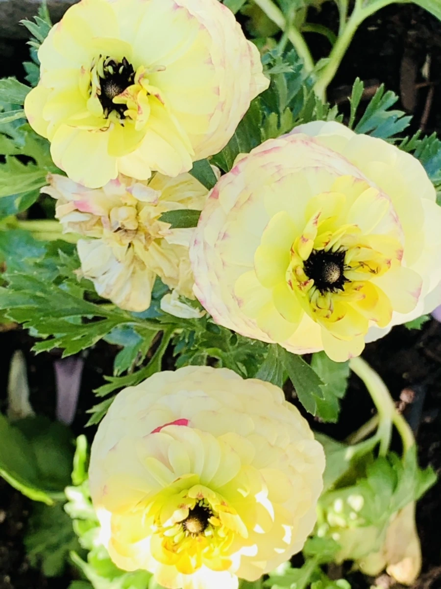 IMG_0641.jpg?type=w966