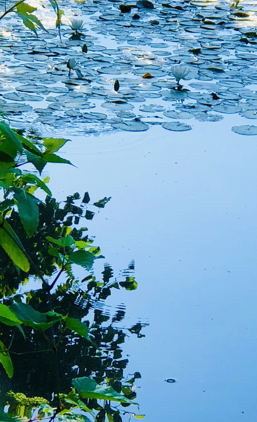 IMG_3972.jpg?type=w966