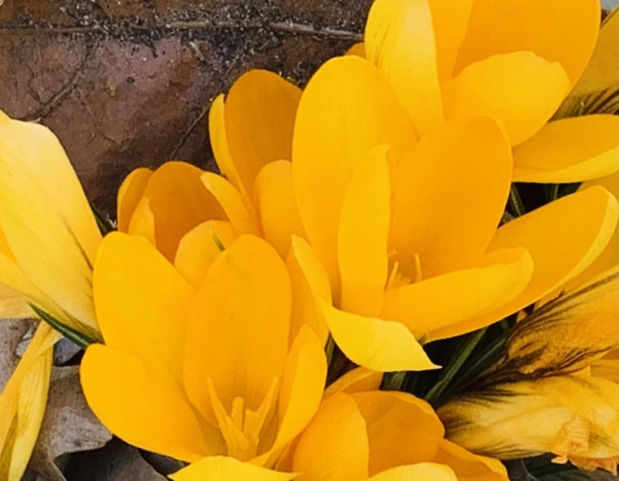 IMG_0729.jpg?type=w966