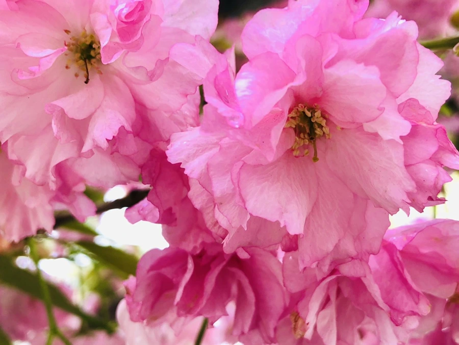 IMG_3950.jpg?type=w966