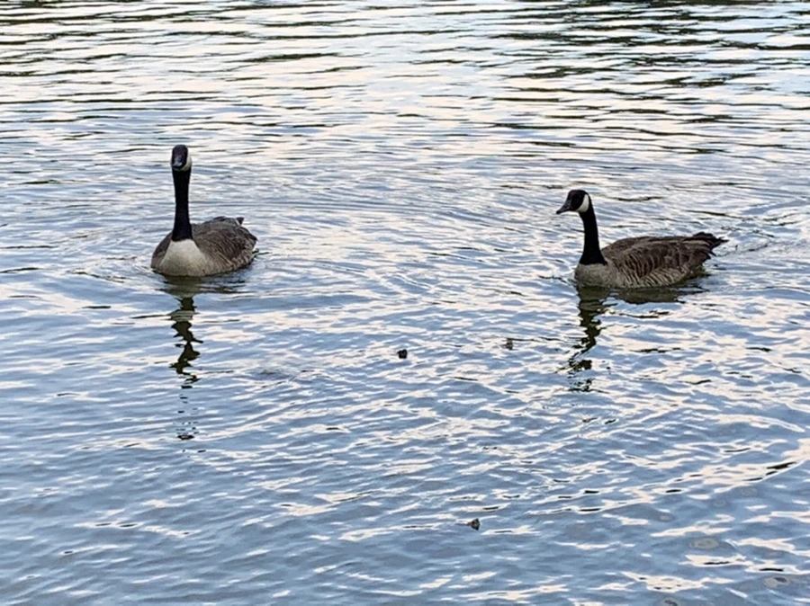 IMG_1686.jpg?type=w966