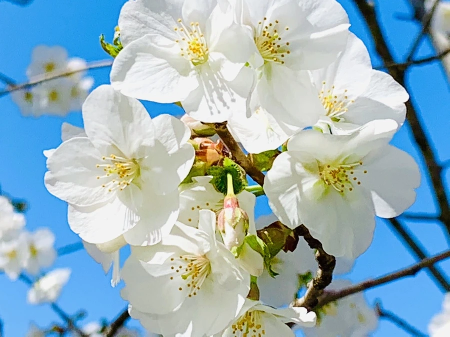 IMG_8357.jpg?type=w966