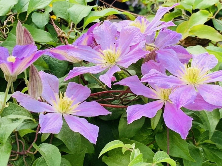 IMG_0673.jpg?type=w966