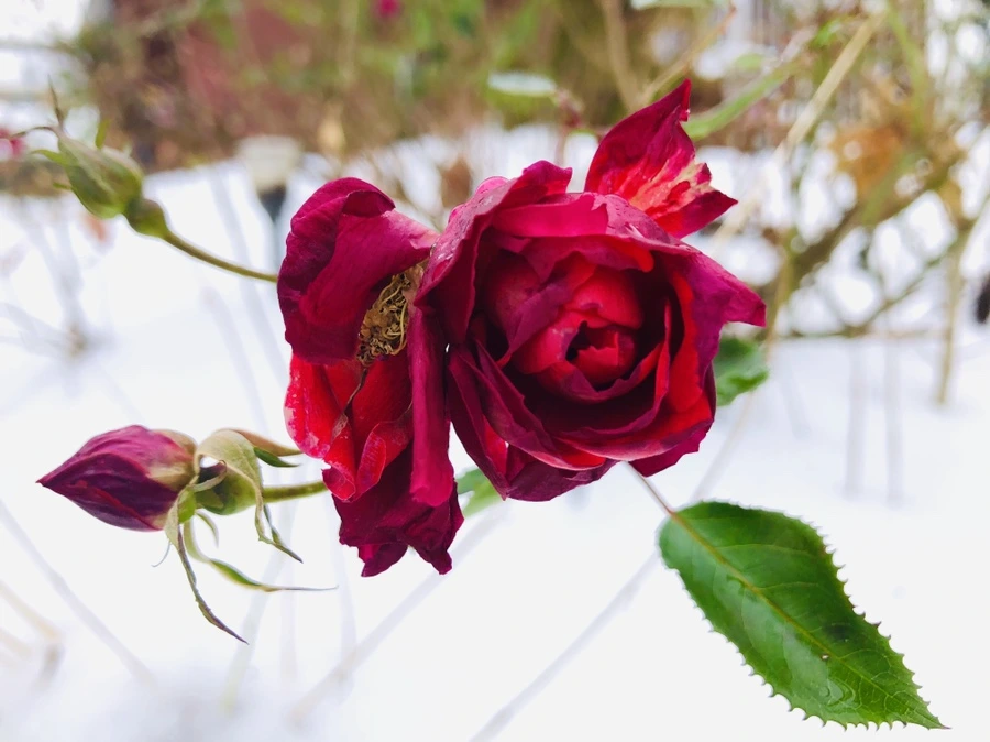 IMG_7553.jpg?type=w966