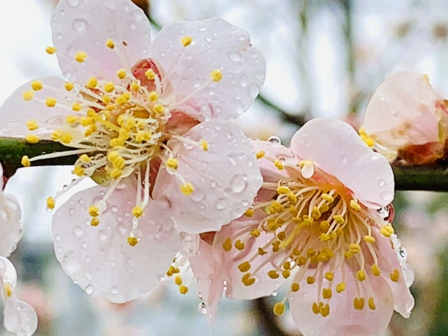 IMG_1940.jpg?type=w966