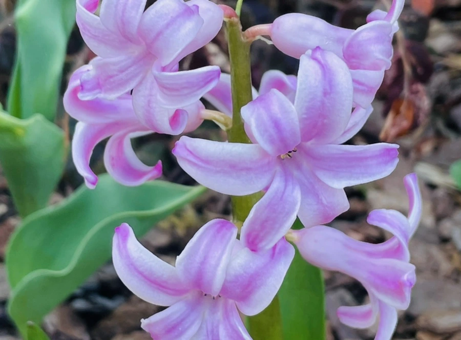 IMG_0524.jpg?type=w966