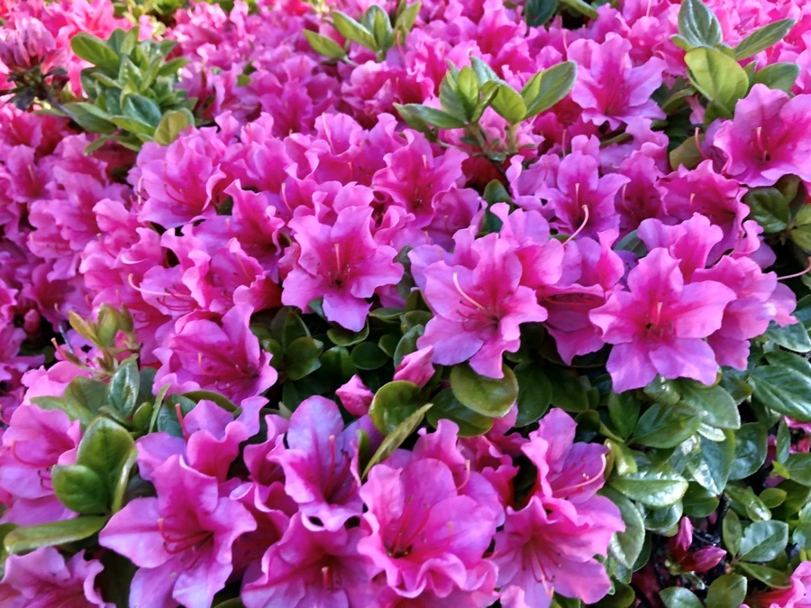 IMG_7210.jpg?type=w966