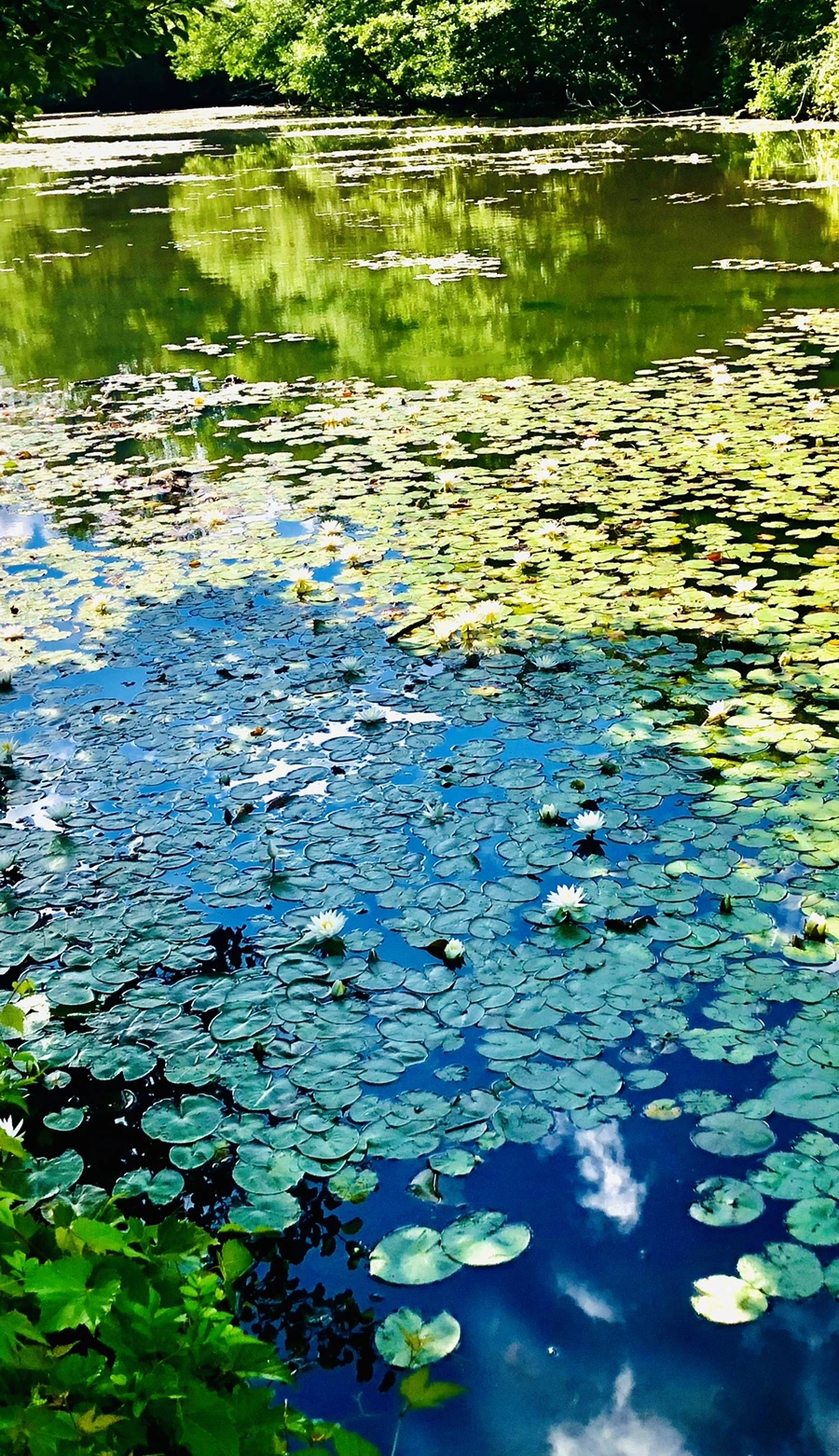 IMG_9877.jpg?type=w966