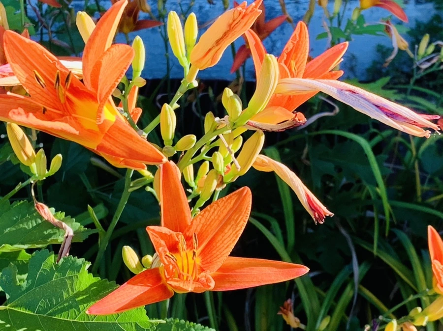 IMG_4856.jpg?type=w966