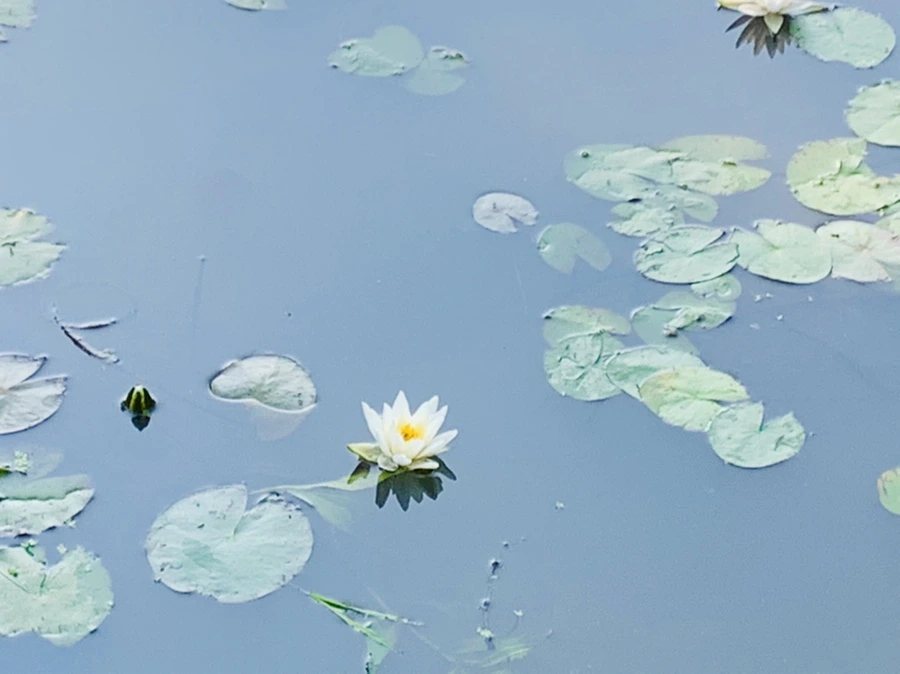 IMG_5924.jpg?type=w966