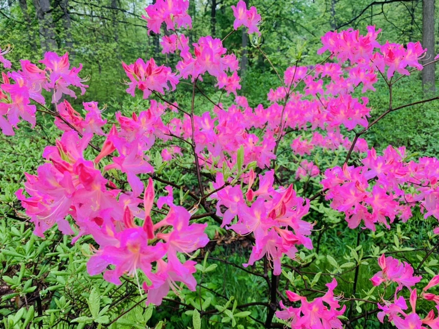 IMG_9916.jpg?type=w966