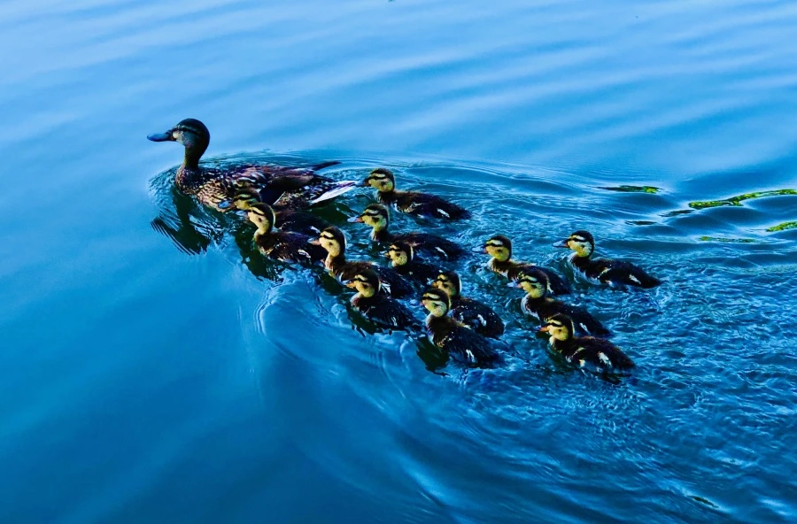 IMG_2679.jpg?type=w966