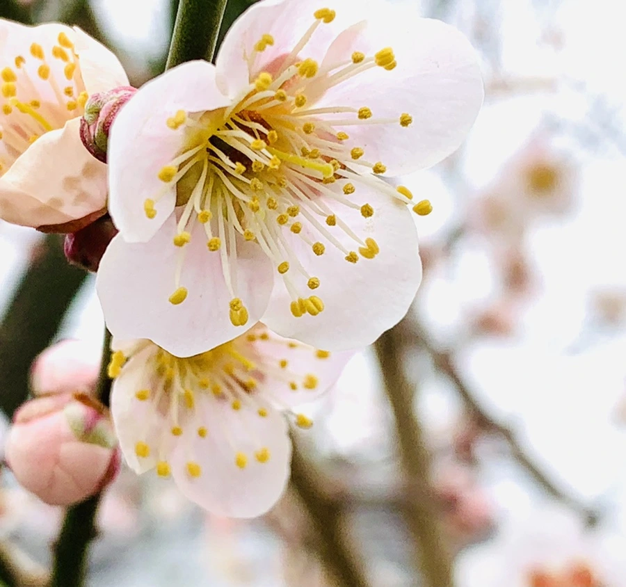 IMG_1692.jpg?type=w966