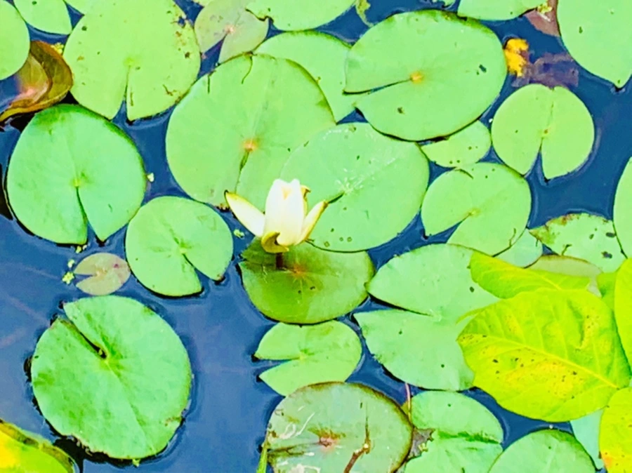 IMG_5177.jpg?type=w966