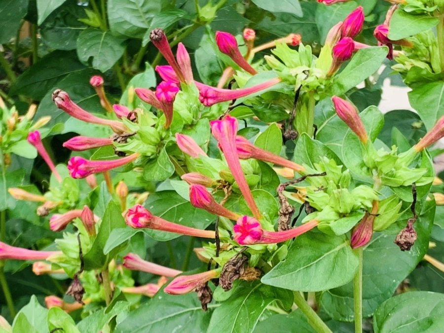 IMG_6056.jpg?type=w966