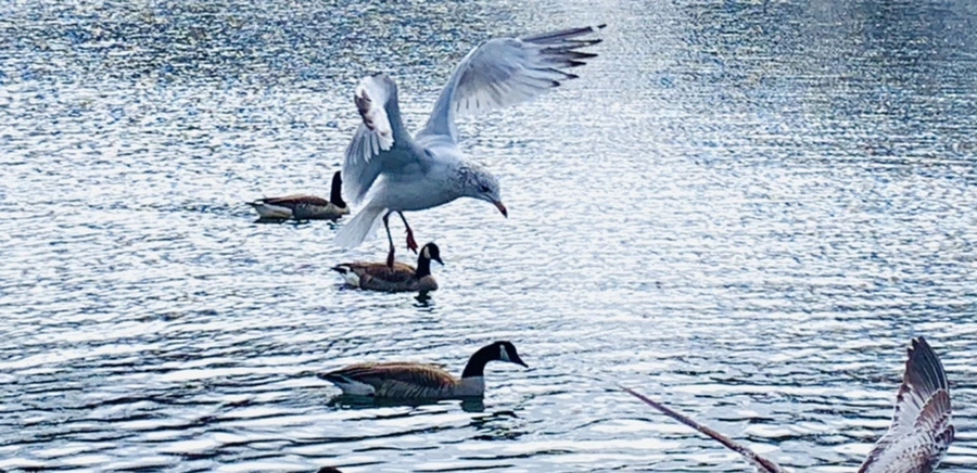 IMG_7823.jpg?type=w966