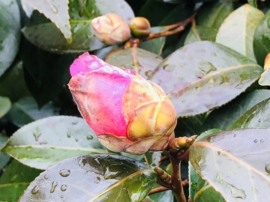 IMG_8594.jpg?type=w966