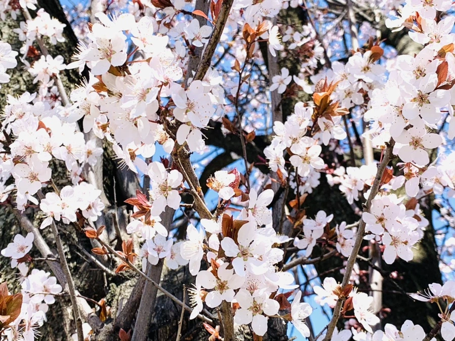 IMG_7964.jpg?type=w966