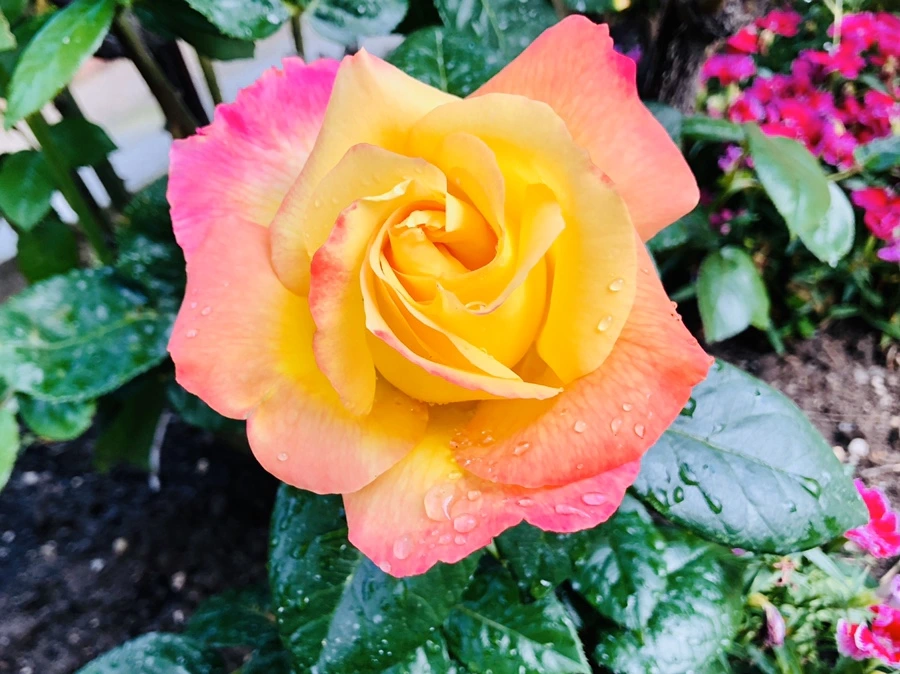 IMG_8033.jpg?type=w966