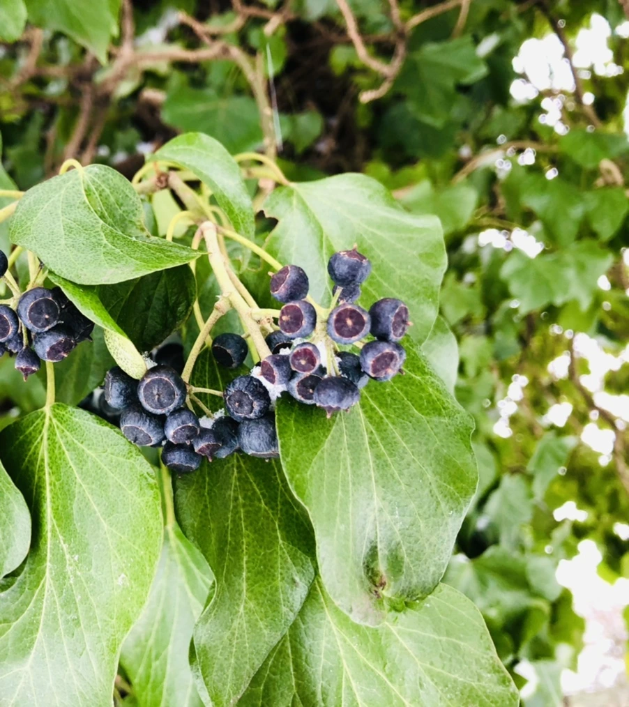 IMG_3398.jpg?type=w966