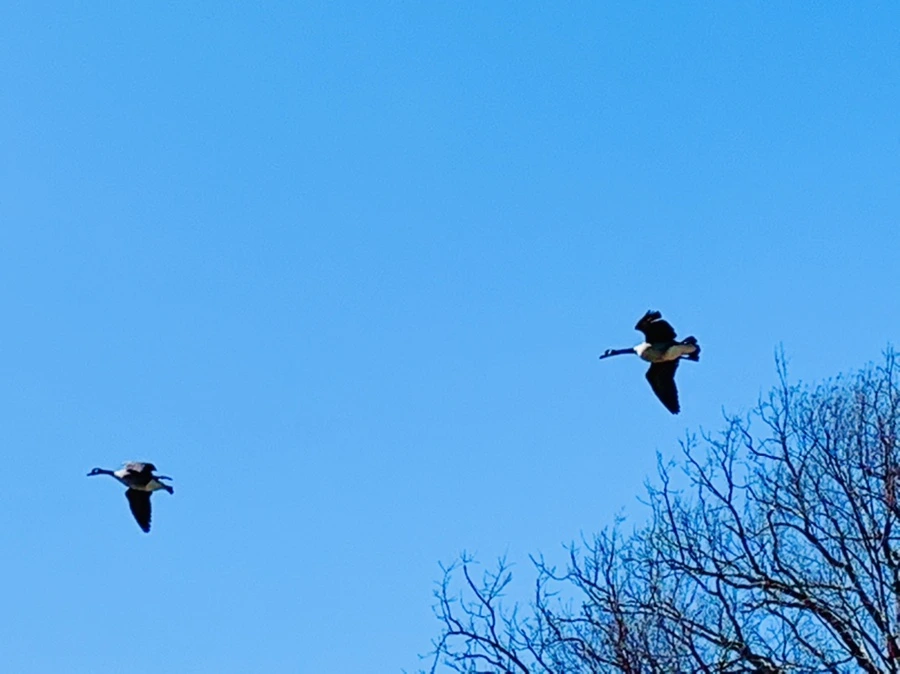 IMG_4456.jpg?type=w966