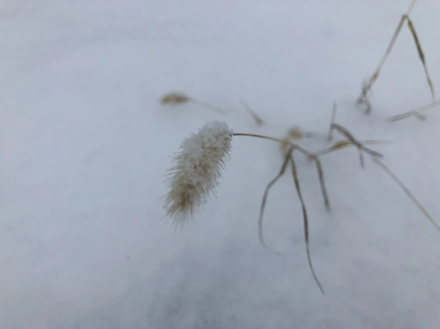 IMG_3337.jpg?type=w966