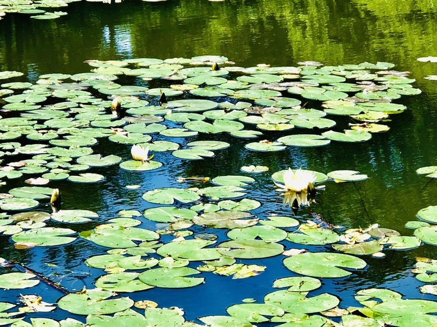 IMG_9724.jpg?type=w966