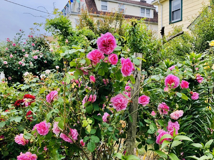 IMG_7580.jpg?type=w966