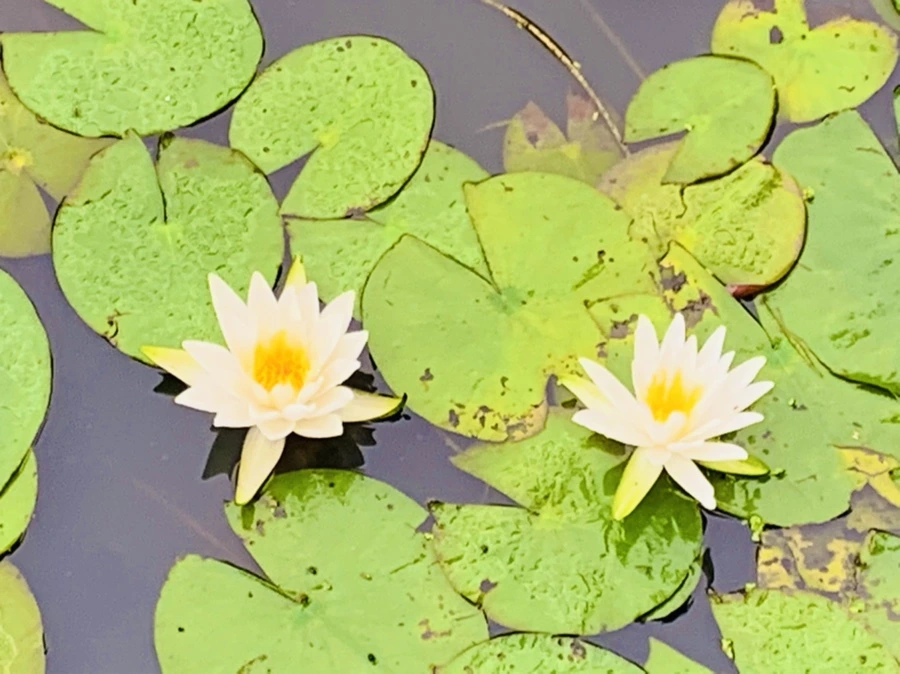 IMG_4609.jpg?type=w966