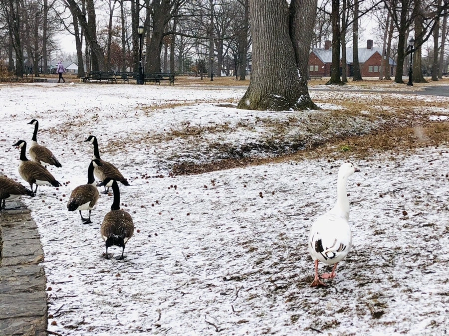 IMG_5918.jpg?type=w966