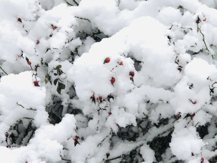 IMG_1046.jpg?type=w966