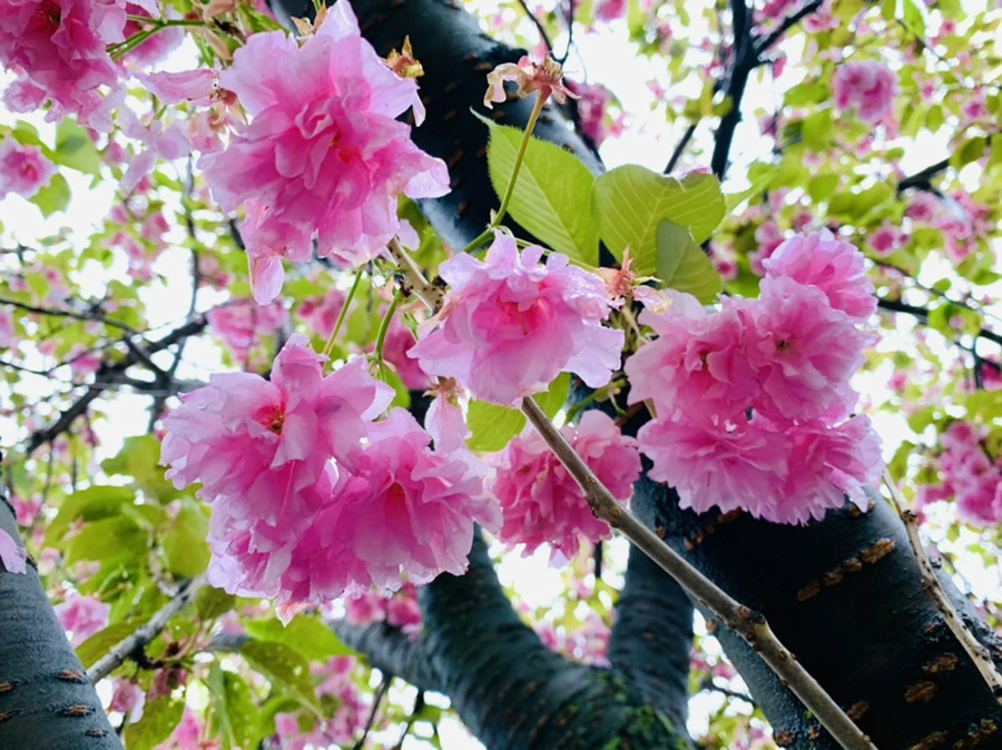 IMG_9268.jpg?type=w966