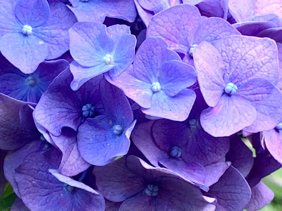 IMG_1034.jpg?type=w966