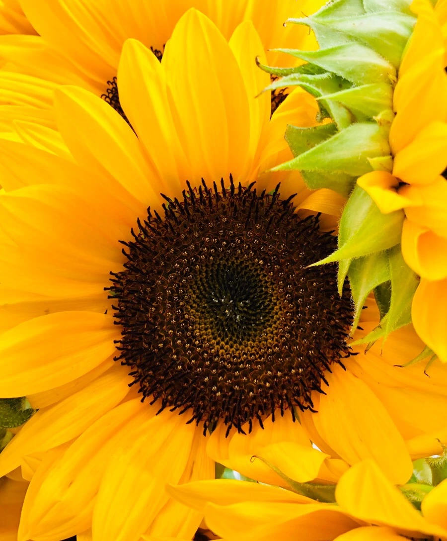 IMG_3959.jpg?type=w966