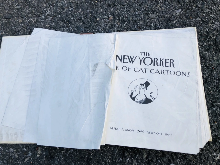 IMG_1761.jpg?type=w966