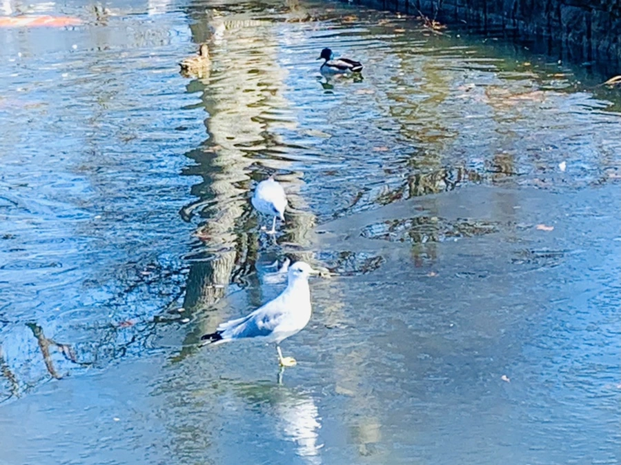 IMG_8294.jpg?type=w966