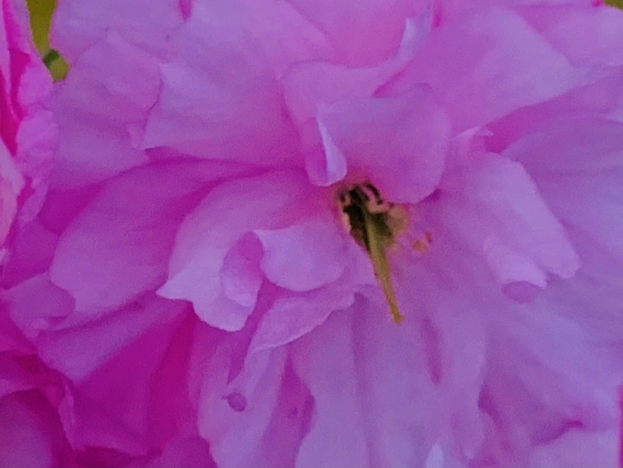 IMG_7377.jpg?type=w966