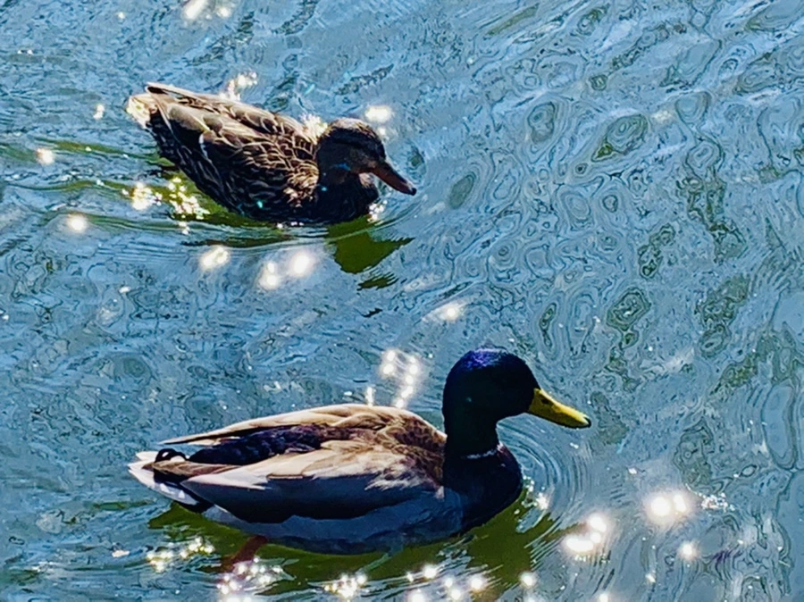 IMG_9394.jpg?type=w966