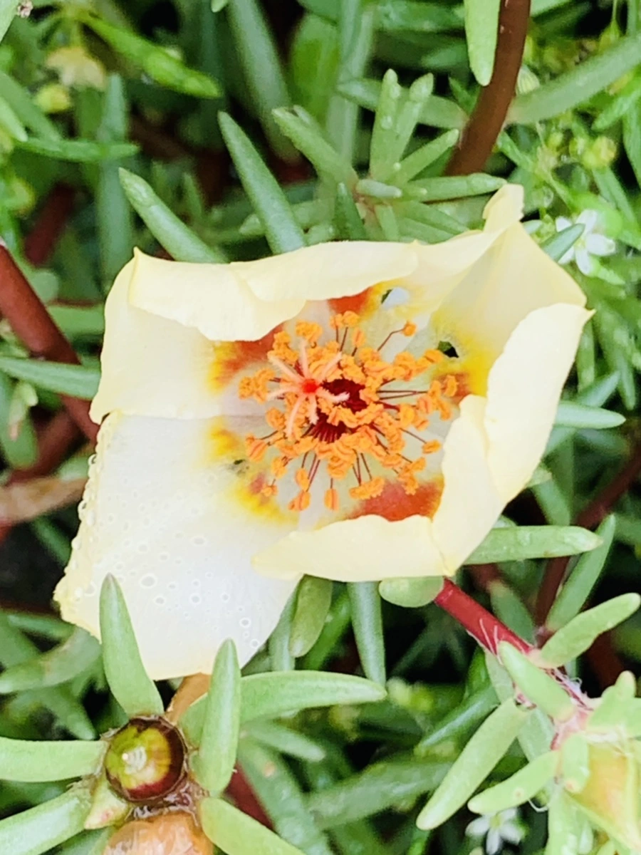 IMG_4942.jpg?type=w966