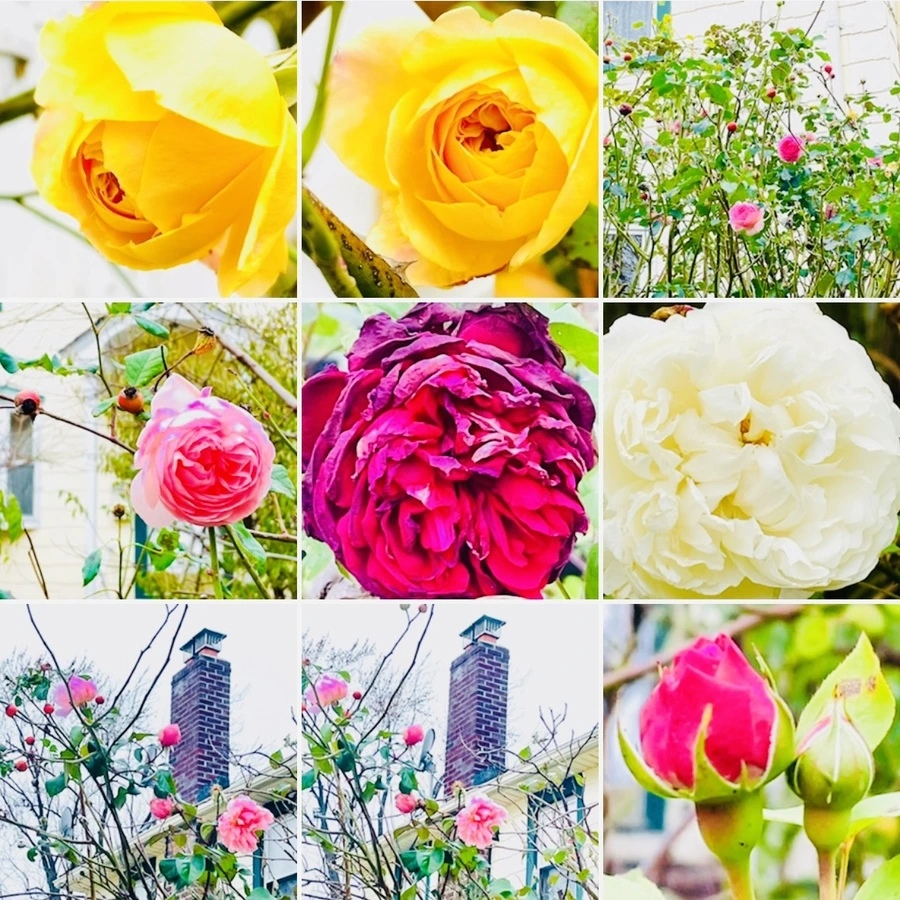 IMG_6224.jpg?type=w966