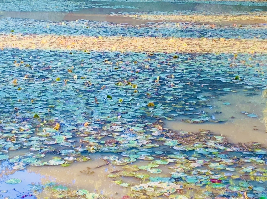 IMG_7196.jpg?type=w966