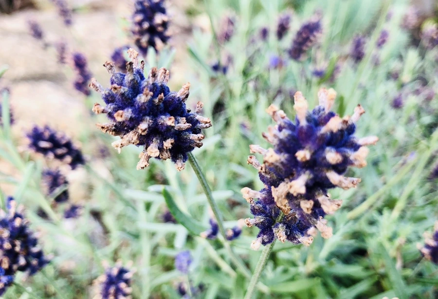 IMG_1816.jpg?type=w966