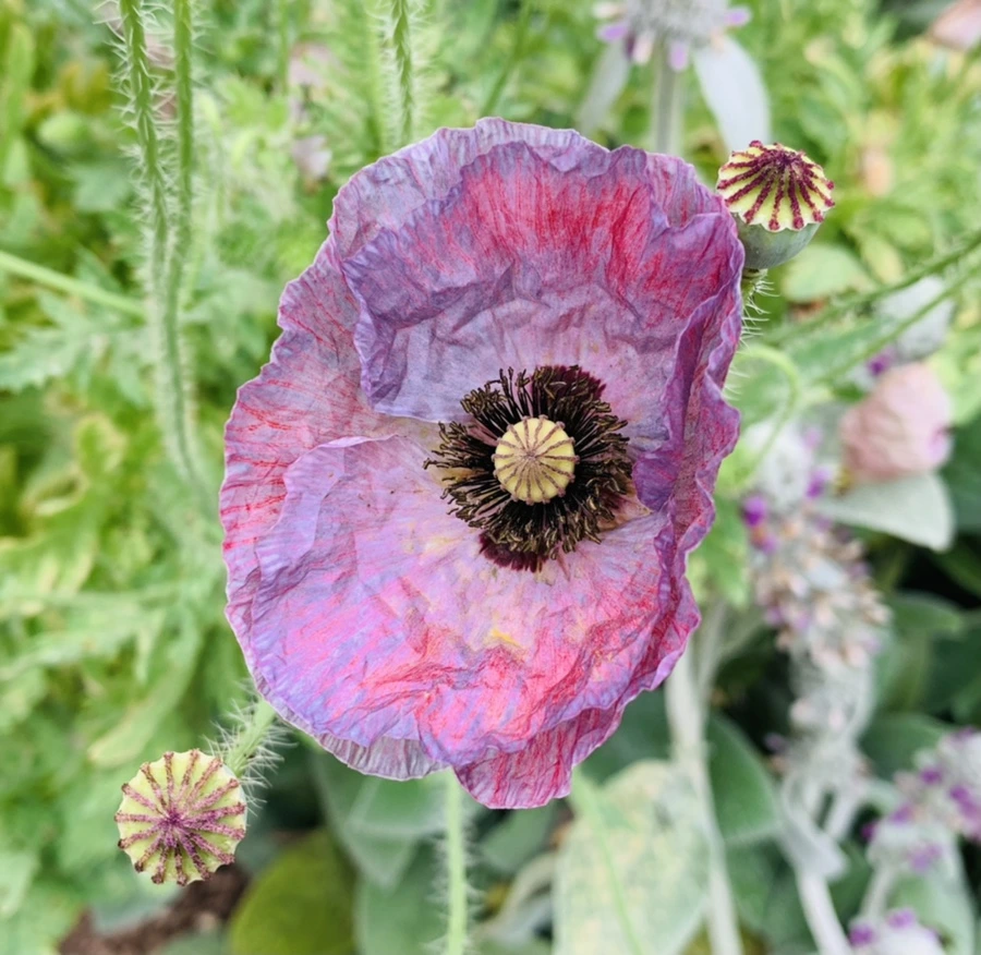 IMG_2916.jpg?type=w966