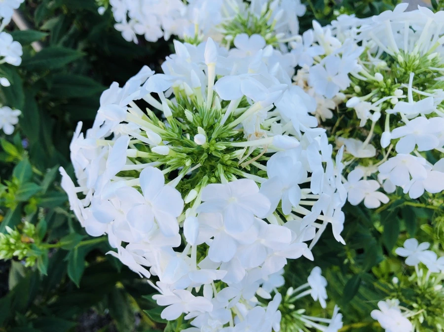 IMG_2755.jpg?type=w966