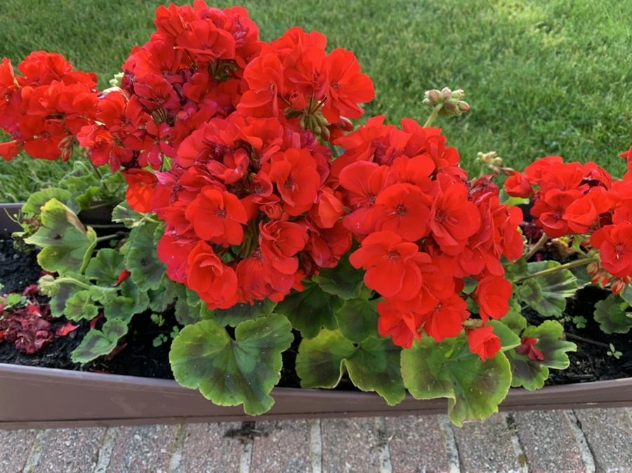 IMG_3068.jpg?type=w966