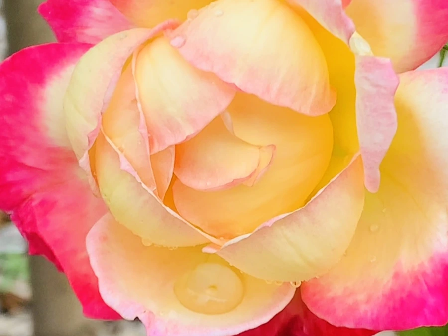 IMG_6959.jpg?type=w966